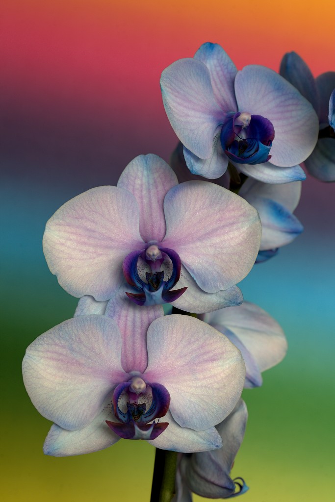 orchideeën orchidee orchideeen hdr bloem Orchidaceae natuur flora bloemen orchis sierbloem sierplant phalaenopsis orchidaceae